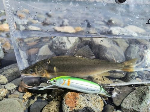 アユの釣果