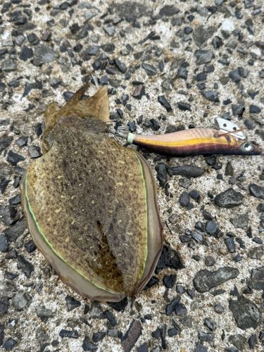 コウイカの釣果
