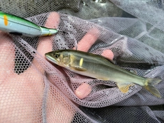 アユの釣果