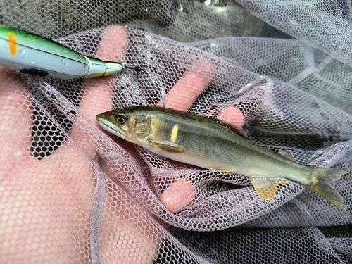 アユの釣果