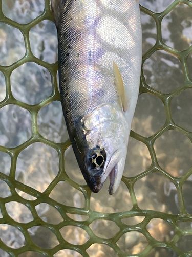 ヤマメの釣果
