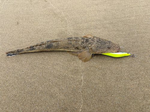 マゴチの釣果