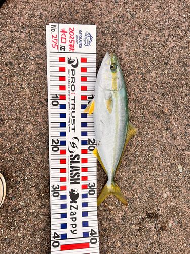ツバスの釣果