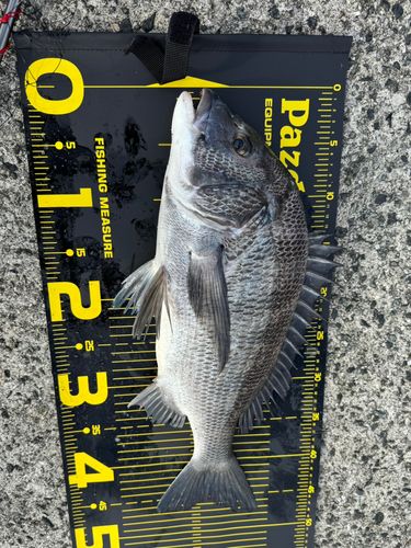 クロダイの釣果