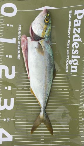 ワカシの釣果