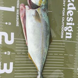 ワカシ