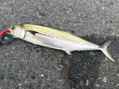 サゴシの釣果