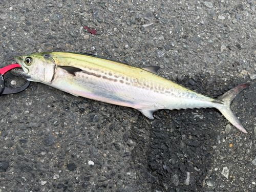 サゴシの釣果