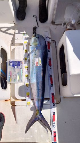 シイラの釣果