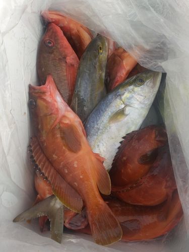 串本