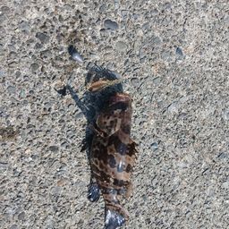 チャイロマルハタ