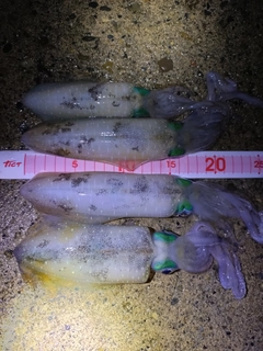 アオリイカの釣果