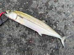 サゴシの釣果