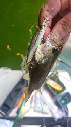 ラージマウスバスの釣果