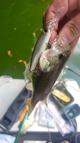 ラージマウスバスの釣果