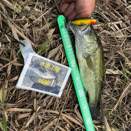 ラージマウスバス