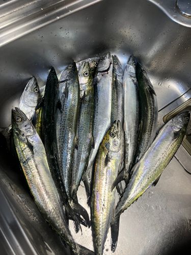 サゴシの釣果