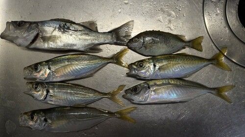 アジの釣果