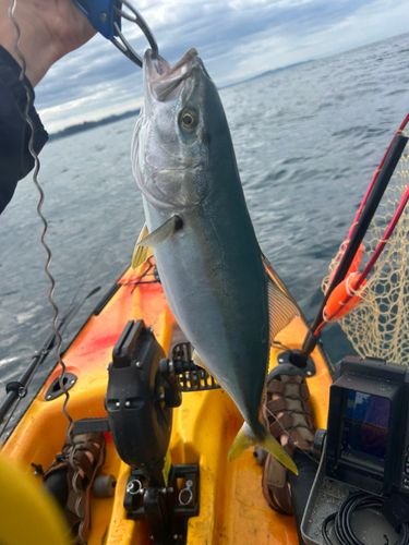 イナダの釣果