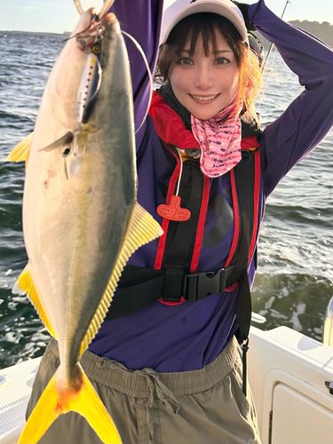 ワカシの釣果