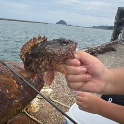 カサゴ