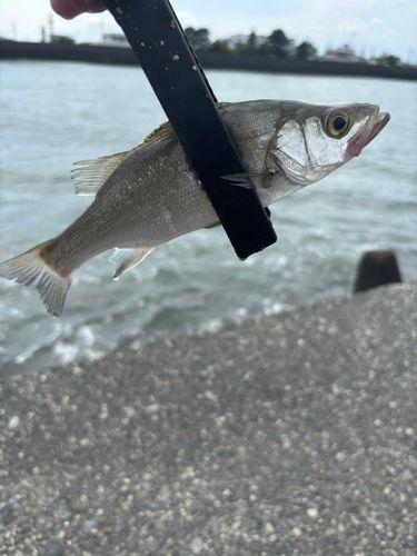 セイゴ（マルスズキ）の釣果