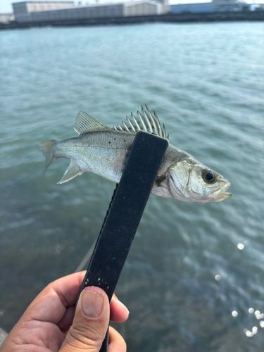 セイゴ（マルスズキ）の釣果
