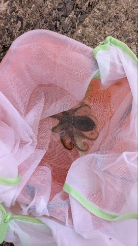 イイダコの釣果