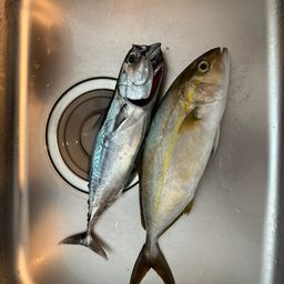 カンパチ
