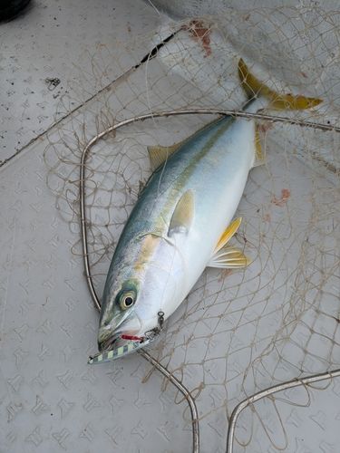 ヤズの釣果