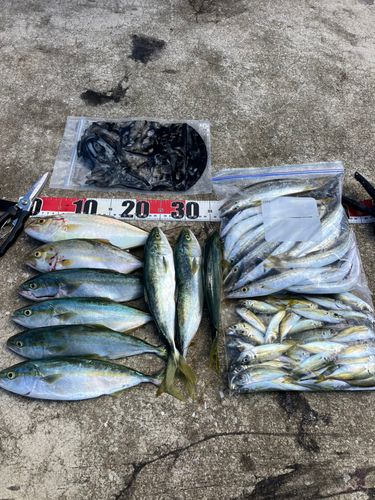 ショゴの釣果