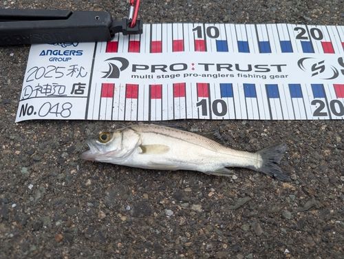 フッコ（マルスズキ）の釣果