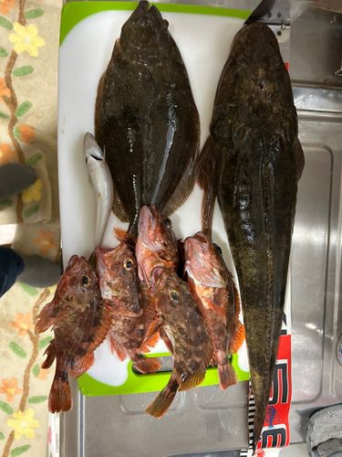 マゴチの釣果