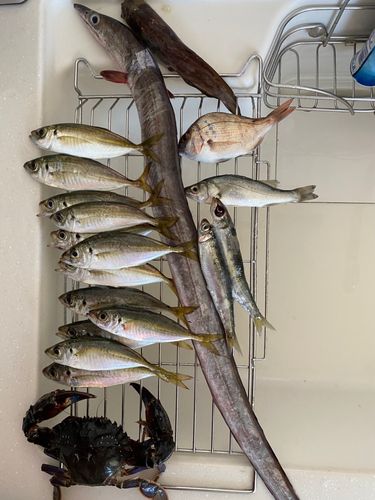 アジの釣果