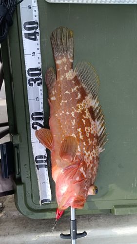 キジハタの釣果