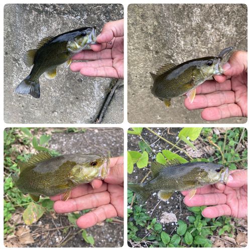 スモールマウスバスの釣果