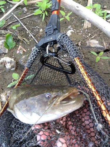 ナマズの釣果