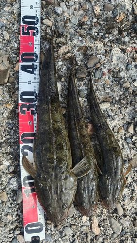 マゴチの釣果