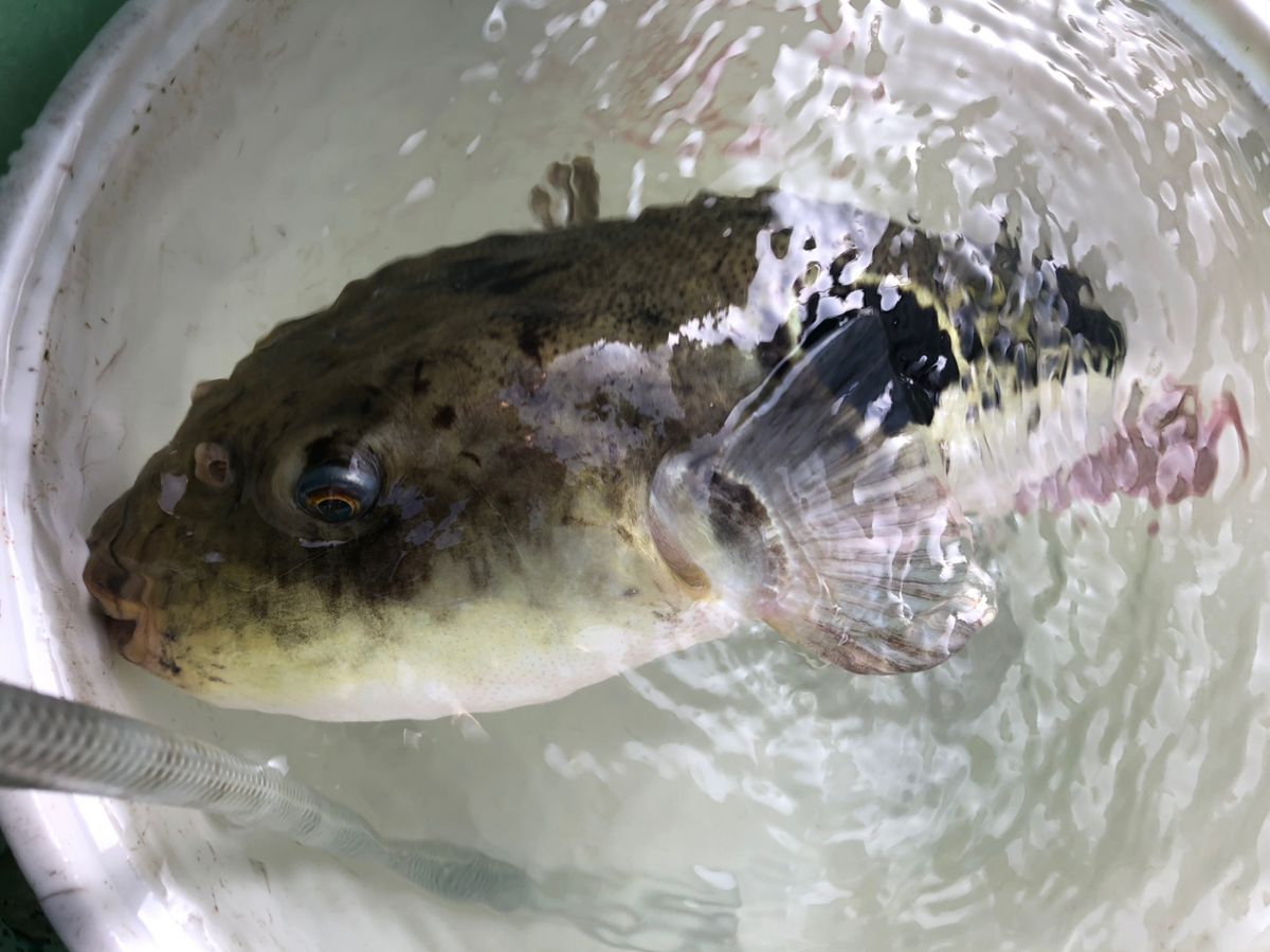 Tsuritter1972さんの釣果 1枚目の画像