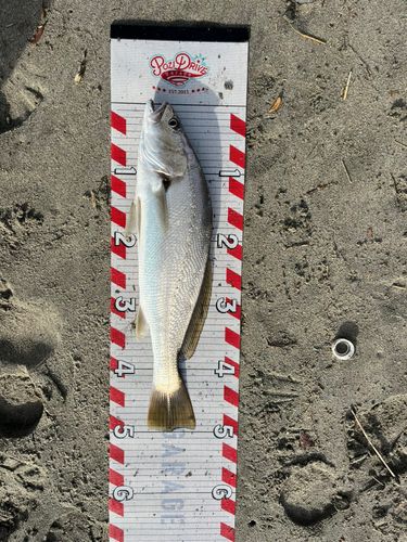 マゴチの釣果