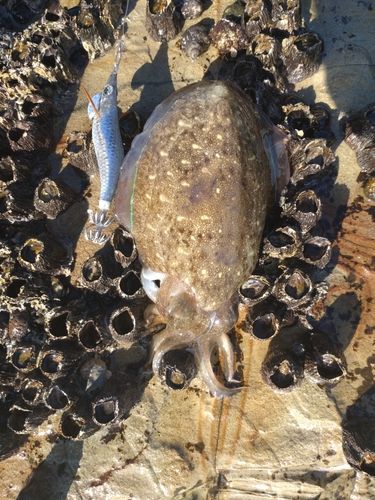 コウイカの釣果