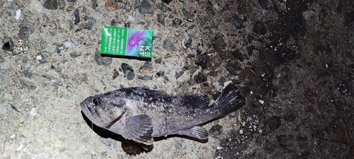 クロソイの釣果