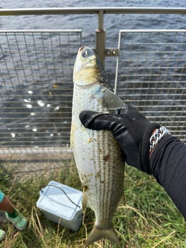 ボラの釣果