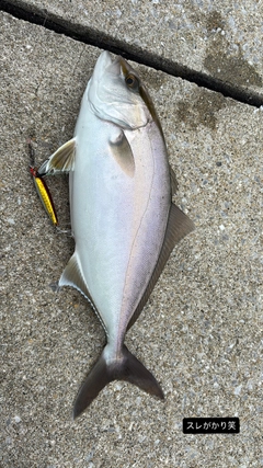 ネリゴの釣果