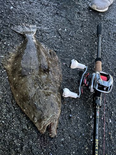 ヒラメの釣果