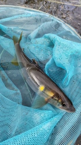 アユの釣果