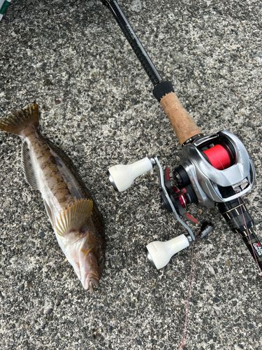 アブラコの釣果