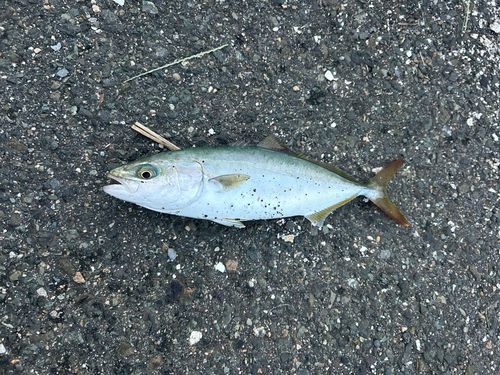 ツバスの釣果