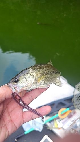 ラージマウスバスの釣果