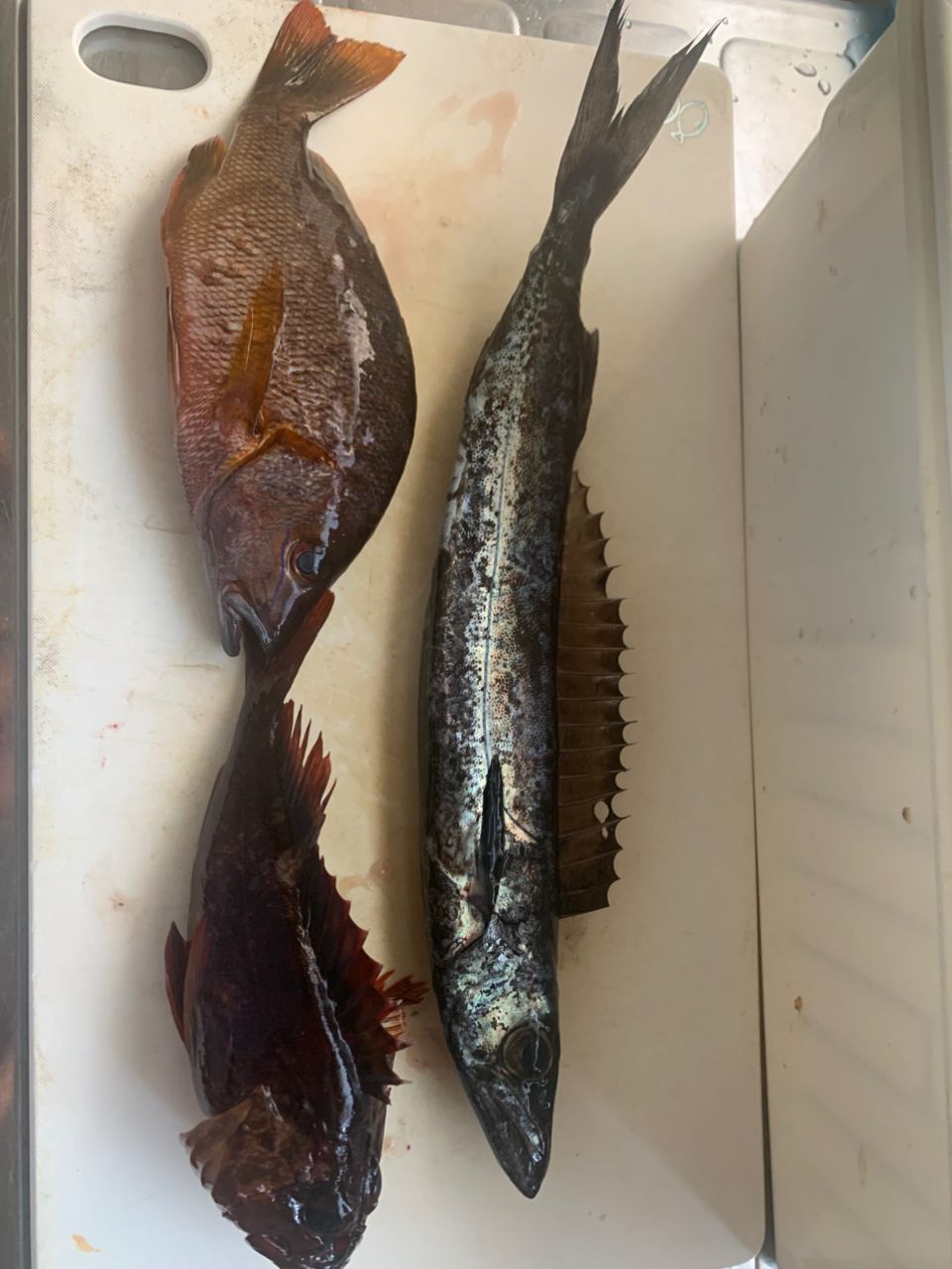 クロシビカマス